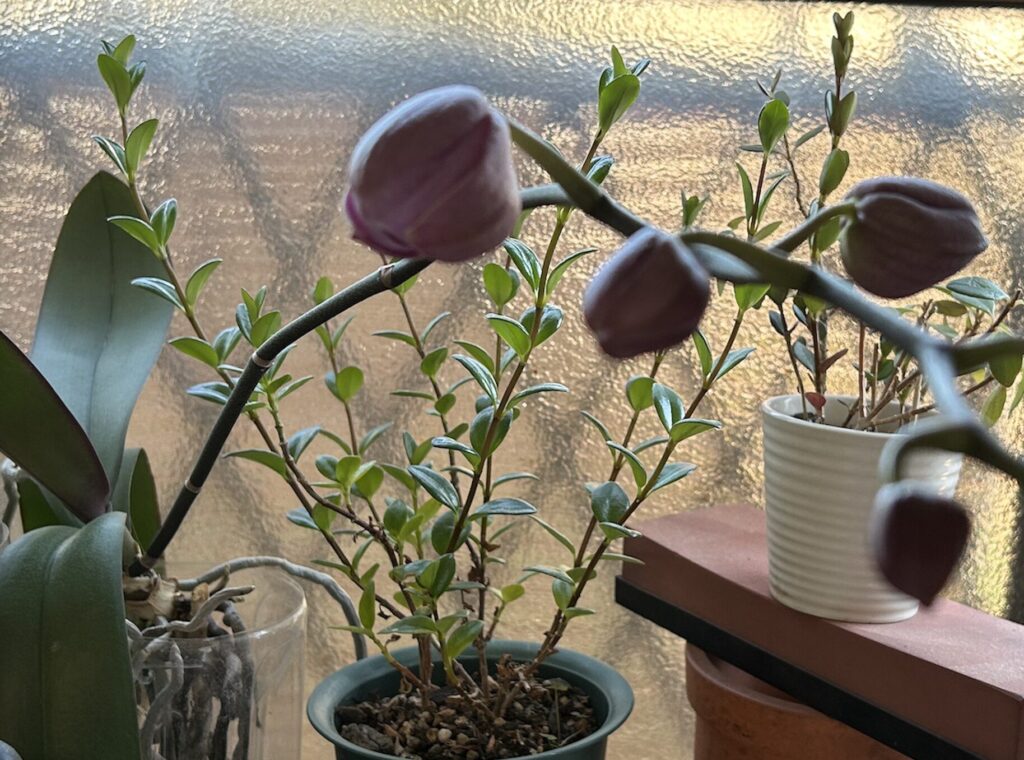 ペットボトルで育成している胡蝶蘭からピンク色の蕾がついた様子