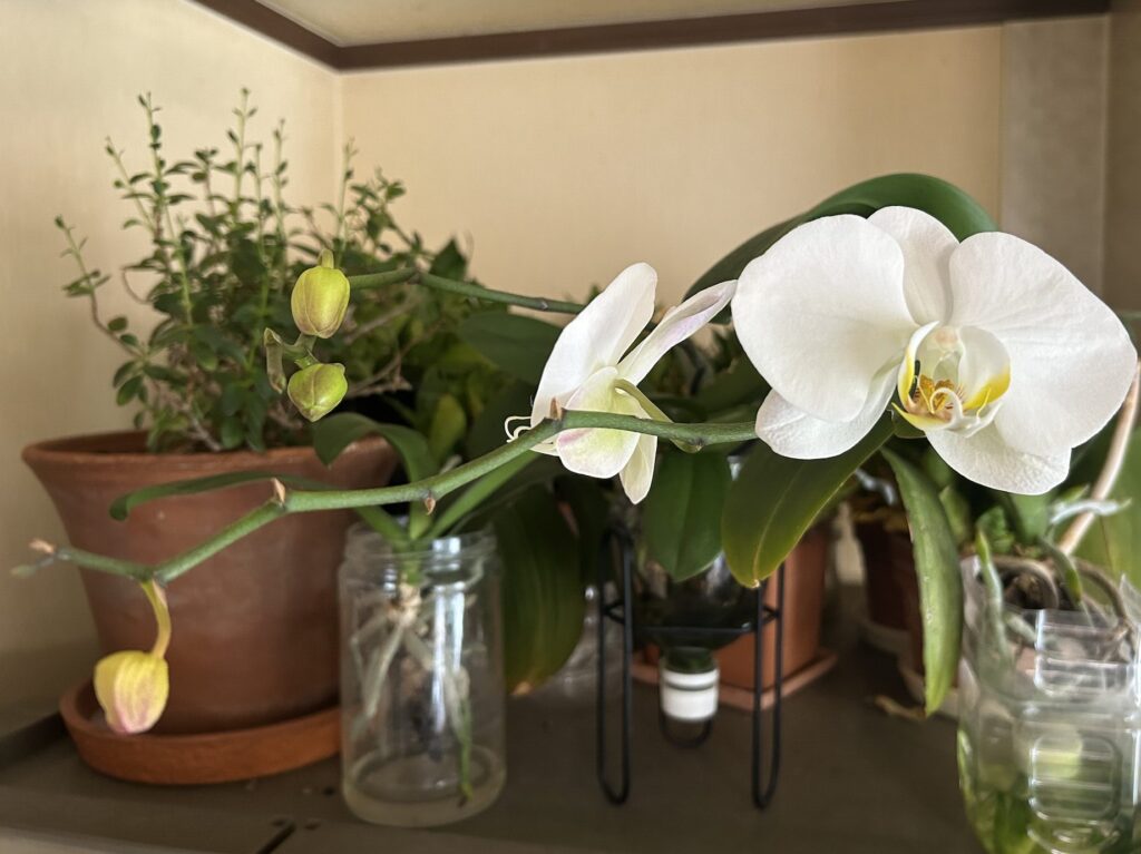 ペットボトルで育成している胡蝶蘭が白いお花が咲いた様子