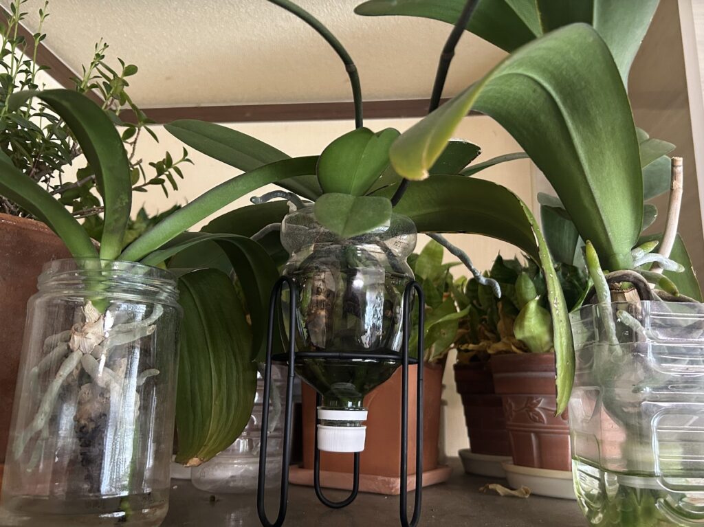 ペットボトルで育成している胡蝶蘭の様子。