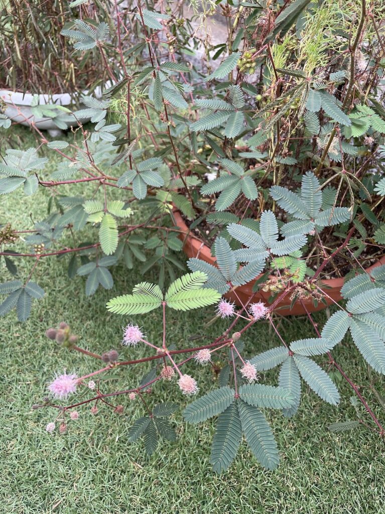 おじぎそうのお花が終わりを迎えている様子