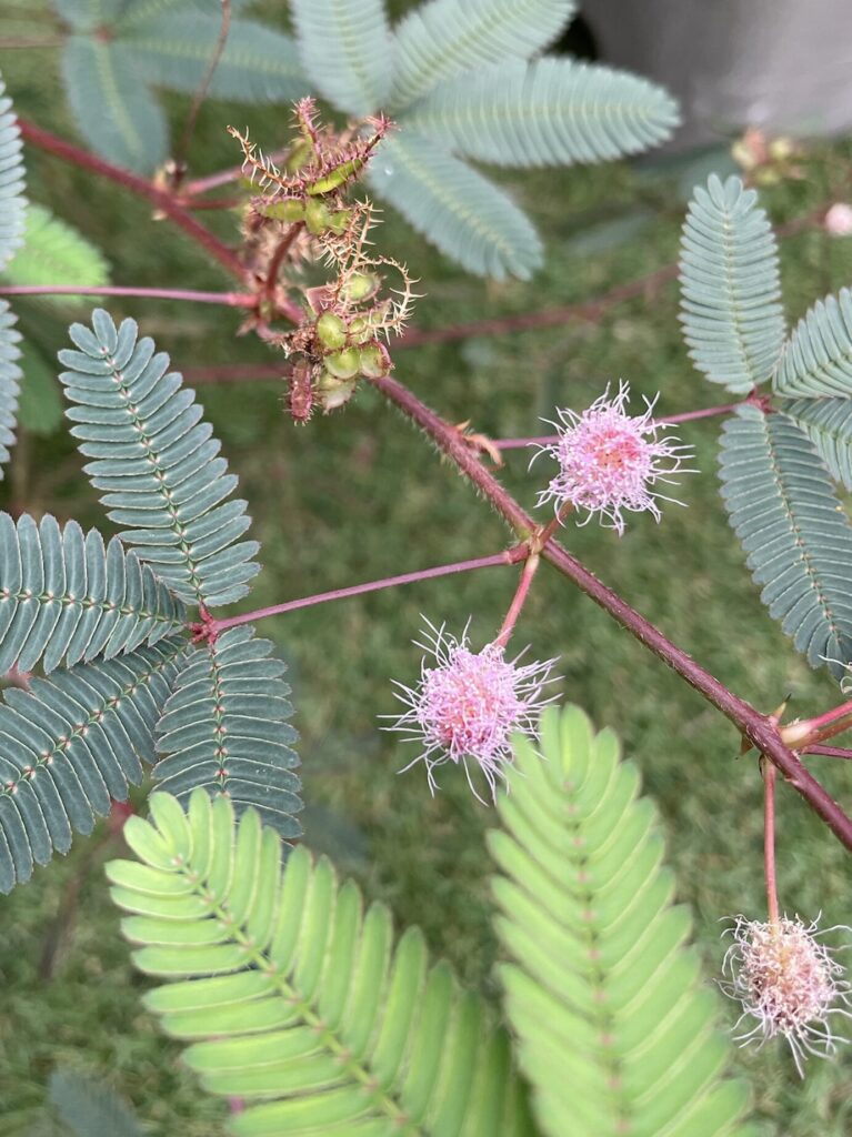 おじぎそうのお花が終わりを迎えている様子