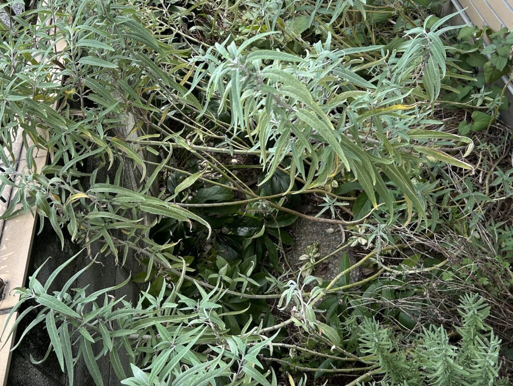 アメジストセージの葉っぱが伸び、フェンス越しによっかかっている様子