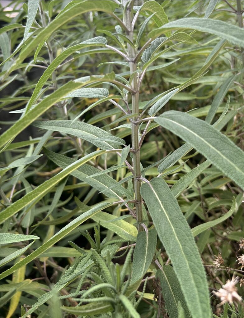 アメジストセージの葉っぱがもっさりと成長している様子