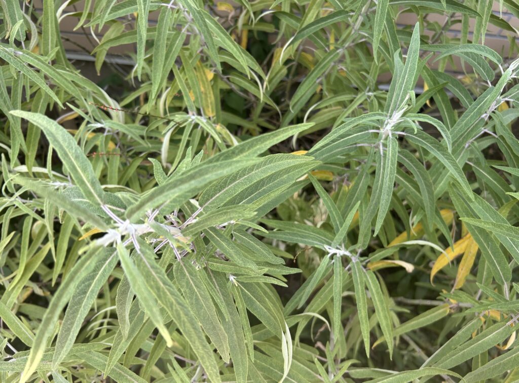 アメジストセージの葉っぱがもっさりと成長している様子