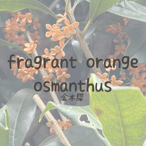 fragrant orange osmanthus