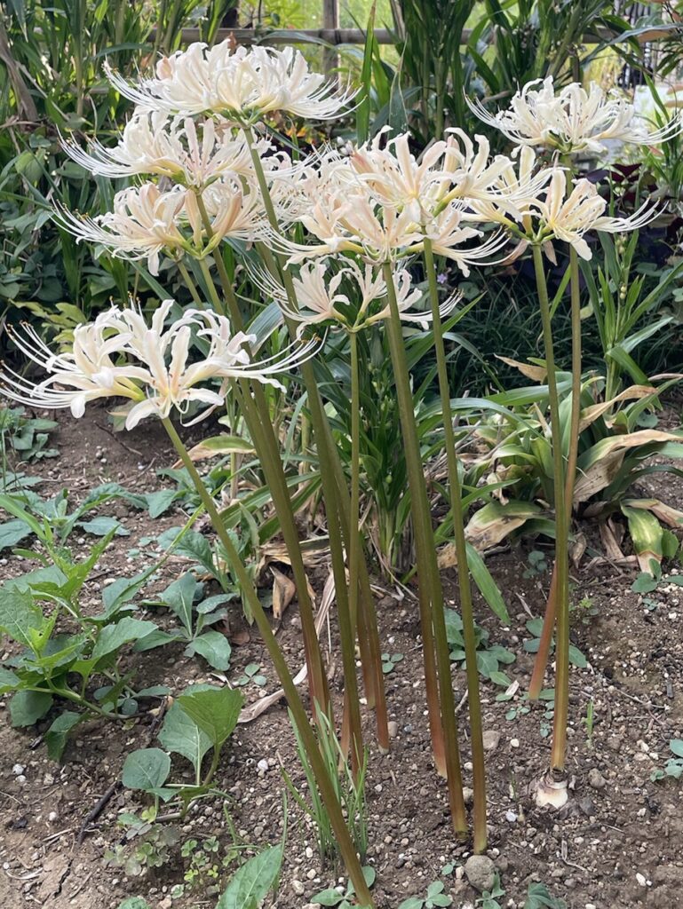 白い彼岸花が咲いている様子