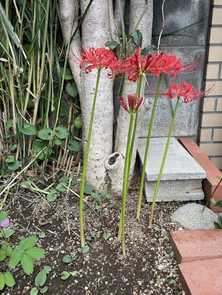 赤い彼岸花が咲いている様子