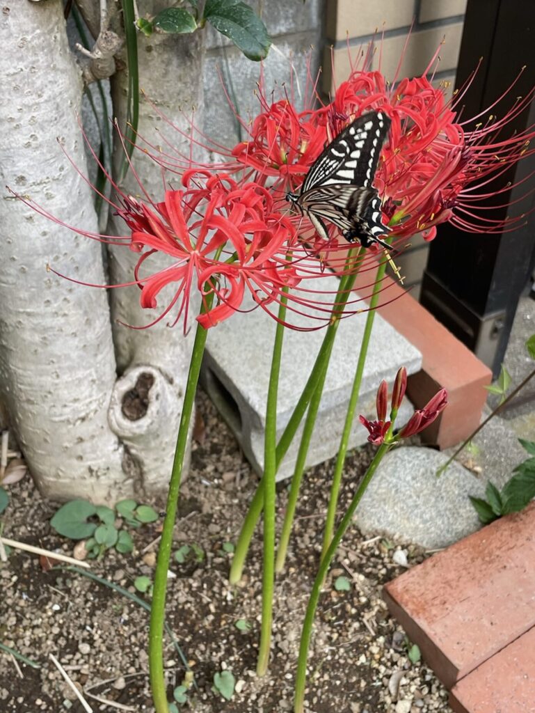 赤い彼岸花にアゲハ蝶が遊びに来た様子