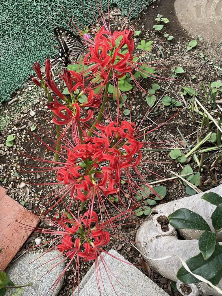 赤い彼岸花にアゲハ蝶が遊びに来た様子