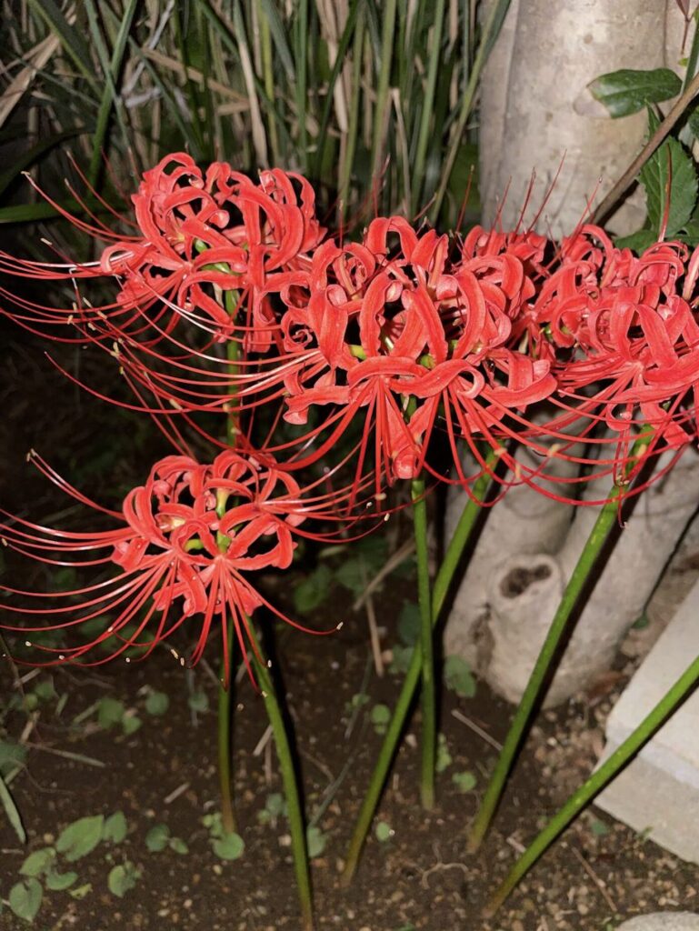 赤い彼岸花が咲いている様子