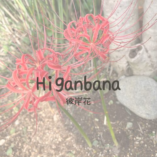 higanbana