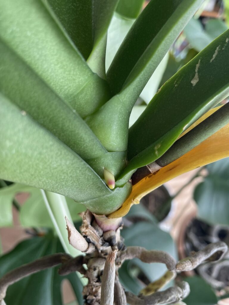 胡蝶蘭の新しい根っこが生えてきた様子