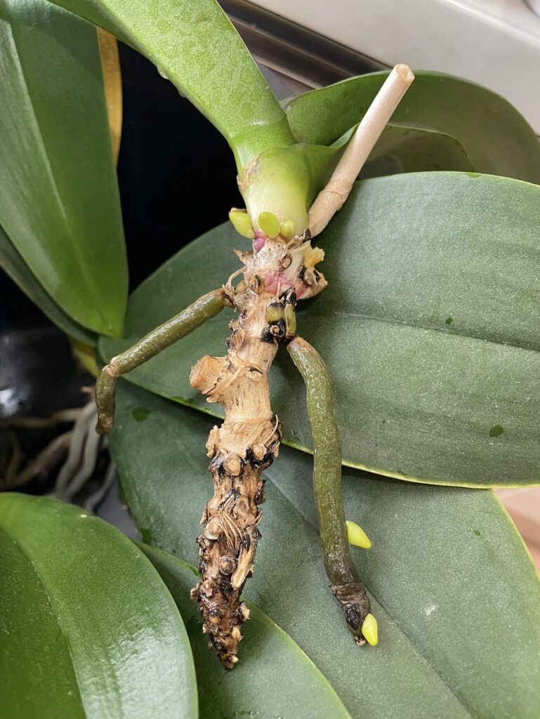 胡蝶蘭の新しい根っこが生えてきた様子