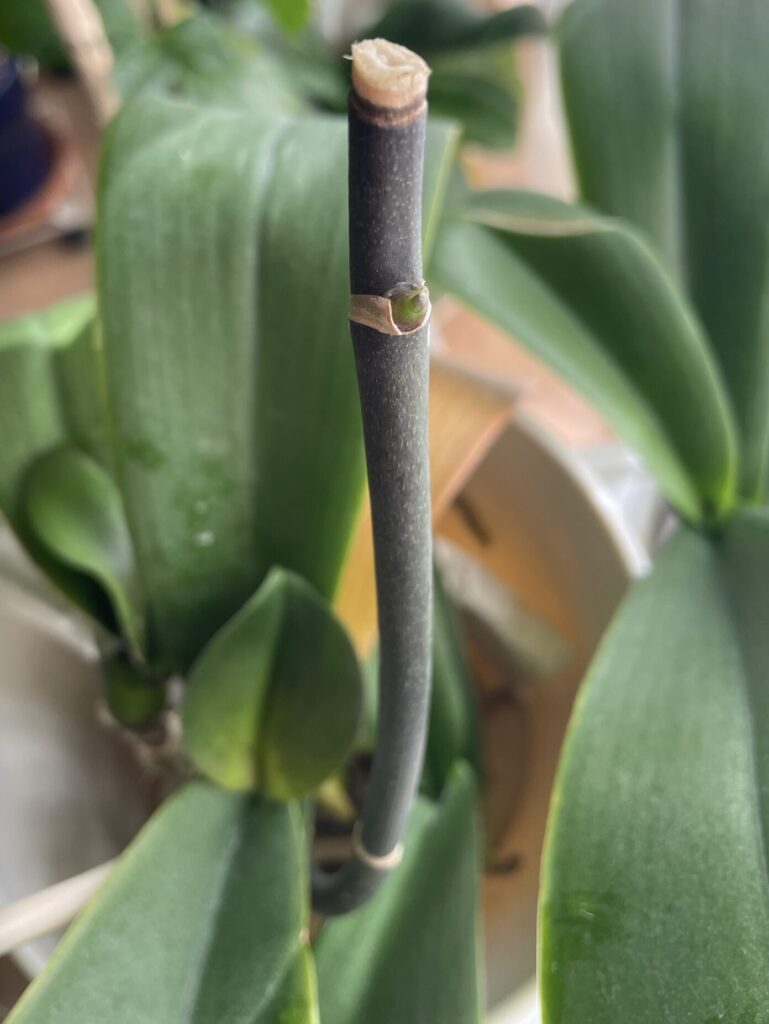 胡蝶蘭の花芽が出てきた様子