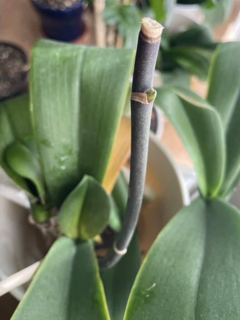 胡蝶蘭の花芽が出てきた様子