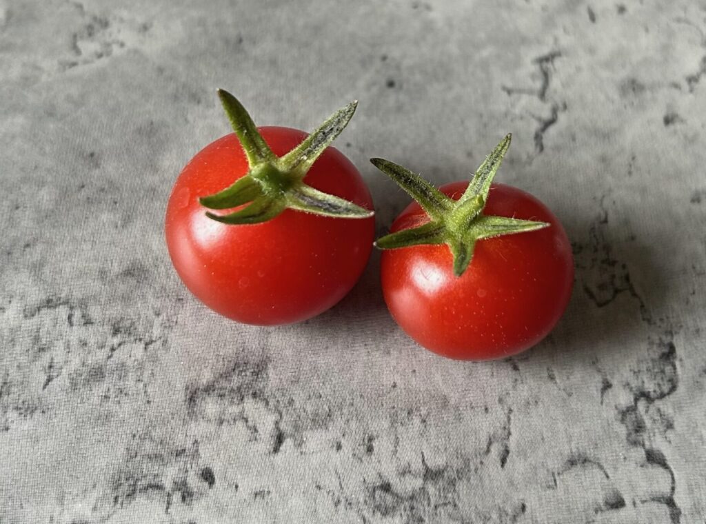 赤く色付いたミニトマトを収穫した様子