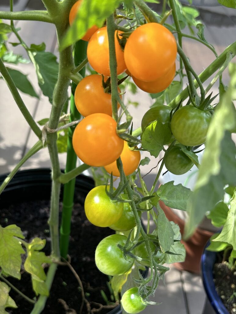 ミニトマトがグラデーションに色付いている様子