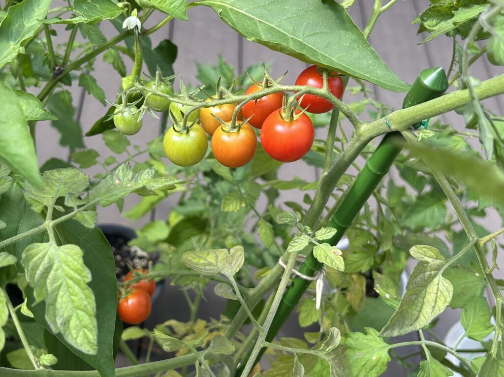 ミニトマトがグラデーションに色付いている様子