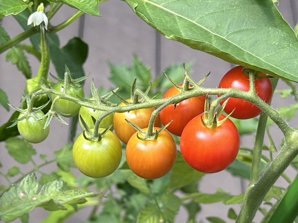 ミニトマトがグラデーションに色付いている様子