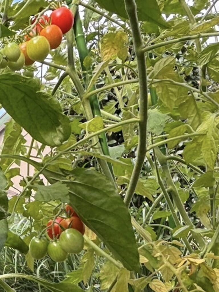 ミニトマトがどんどん色付いている様子