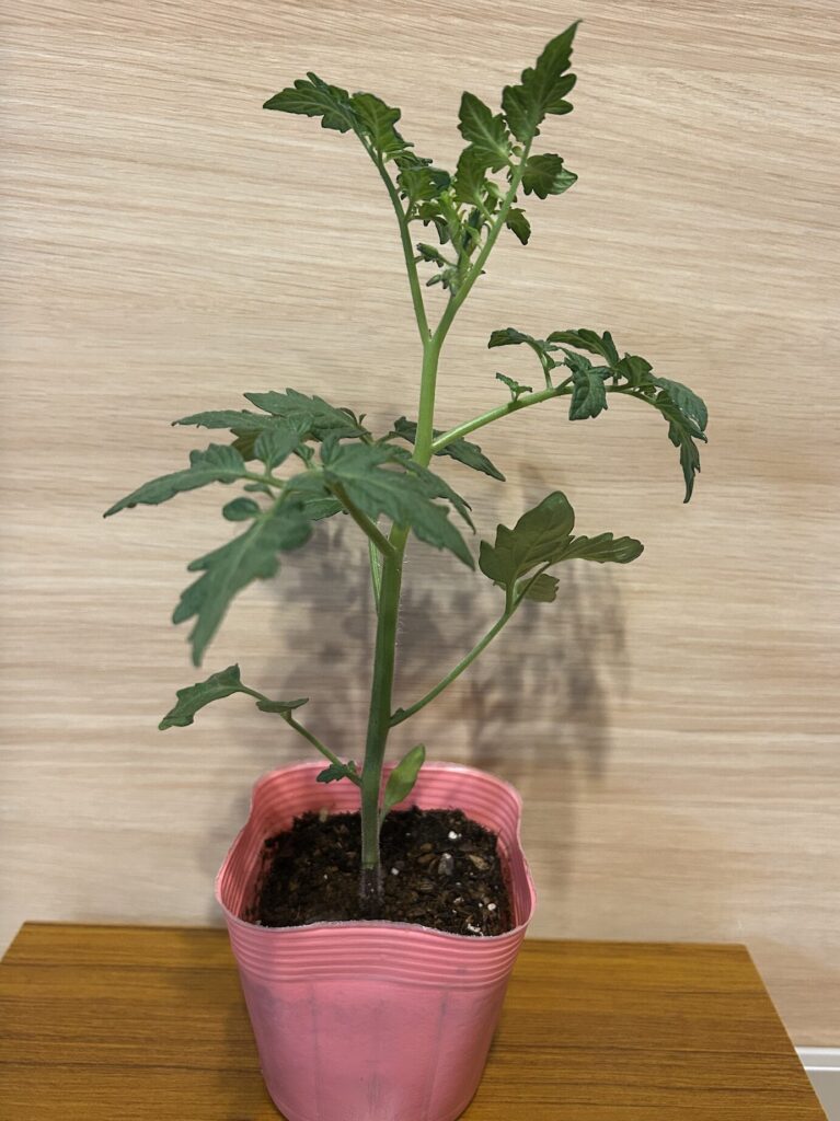 トマトの苗
