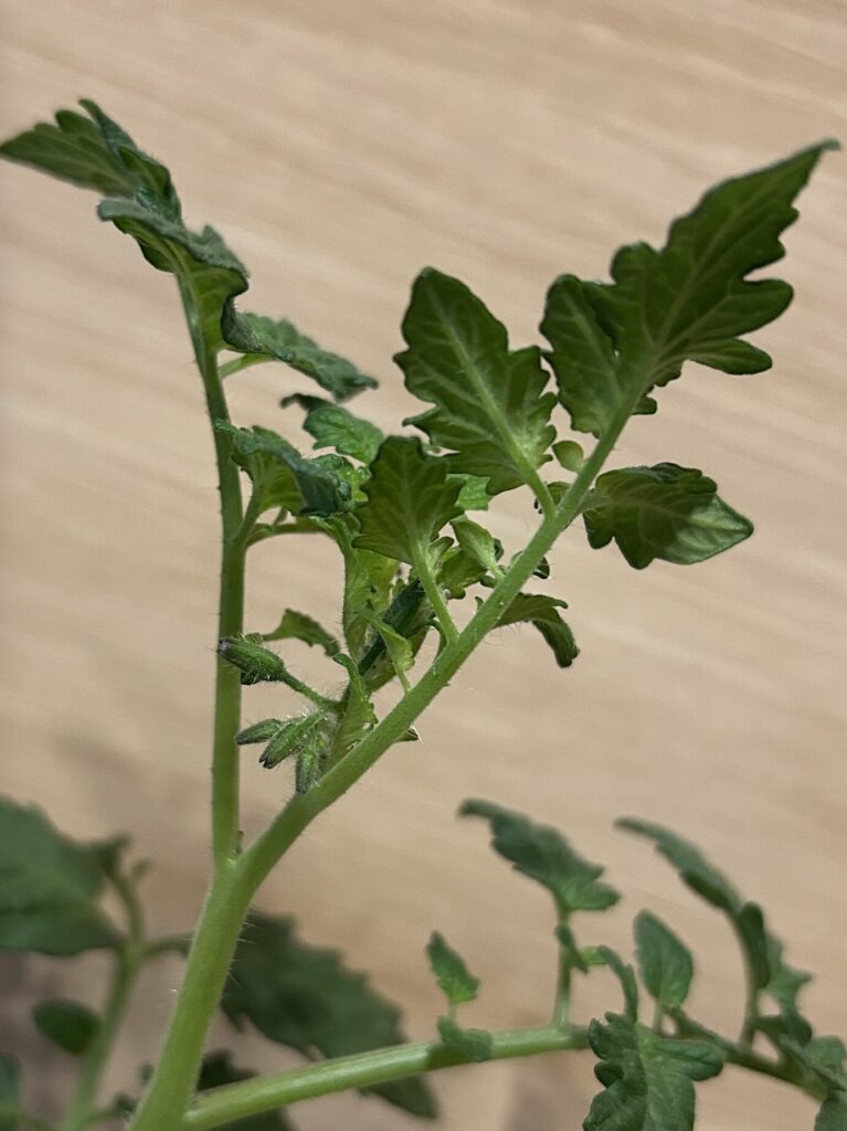 ミニトマトの葉っぱ