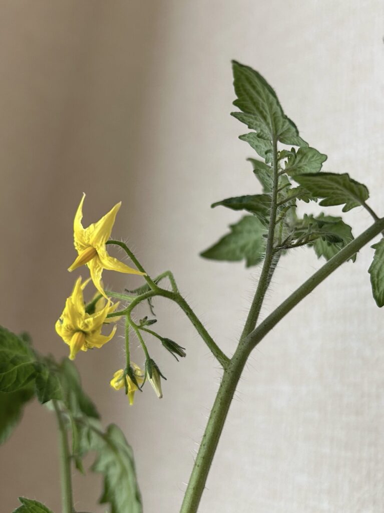 ミニトマトの黄色いお花が咲いた様子