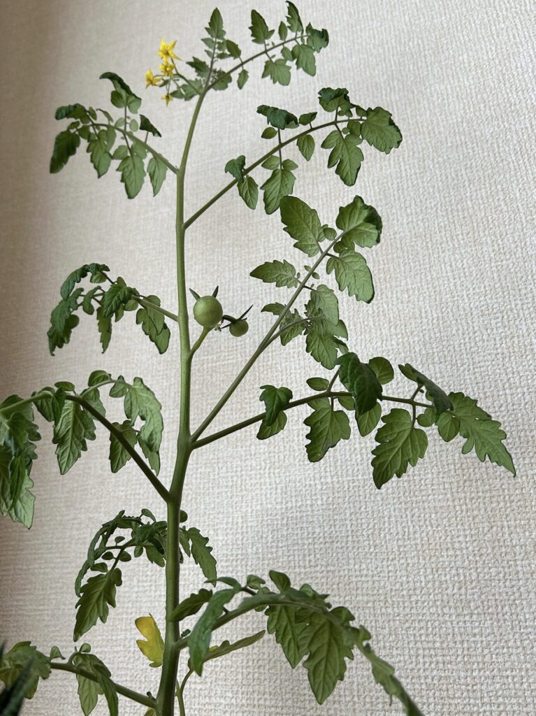 ミニトマトの黄色いお花が咲き終わり、緑色の実がついた様子