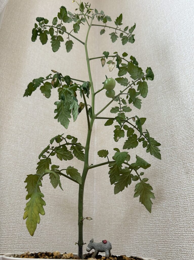 ミニトマトの黄色いお花が咲き終わり、緑色の実がついた様子