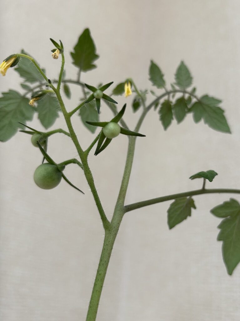 ミニトマトの黄色いお花と小さな緑色の実がつき始めた様子