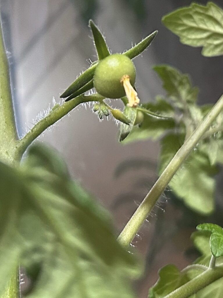 ミニトマトの黄色いお花が終わり、小さな緑色の実がつき始めた様子