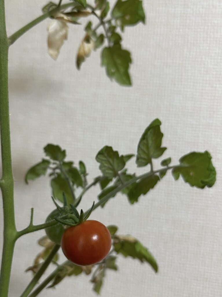 ミニトマト育成。赤い実りがなった様子