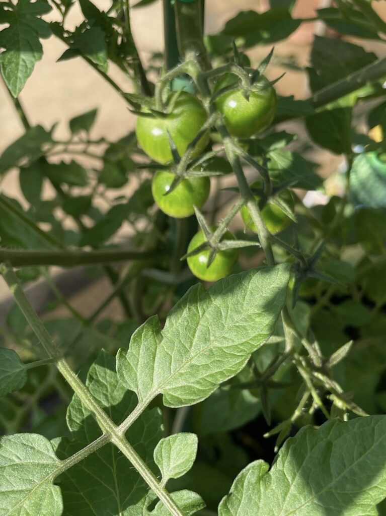 トマトの実が大きく成長してきた様子