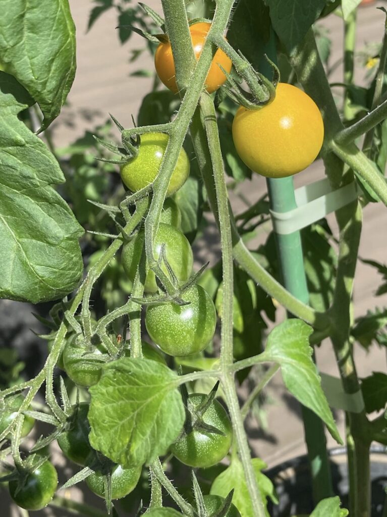 トマトが黄色に熟してきた様子