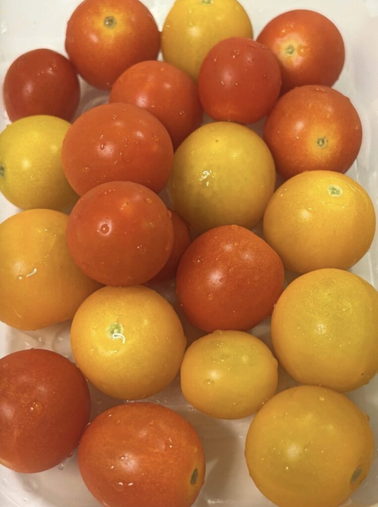 黄色とオレンジ色のトマトを収穫した様子