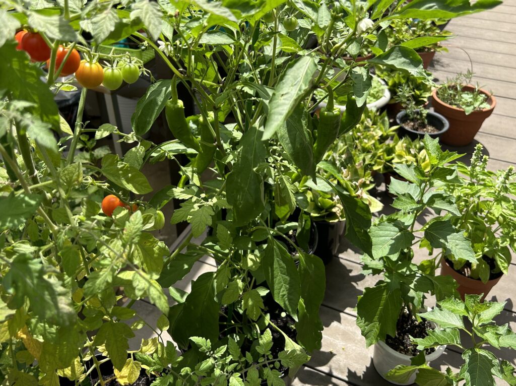 庭で育てている野菜