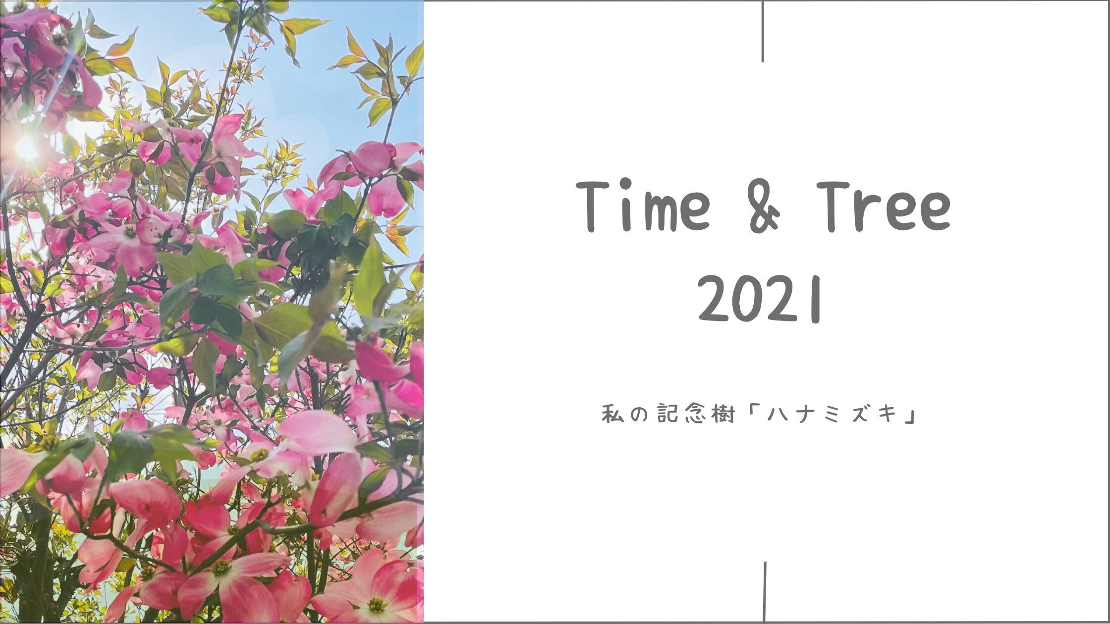 記念樹 ┃私の記念樹ハナミズキ。アイキャッチ画像。