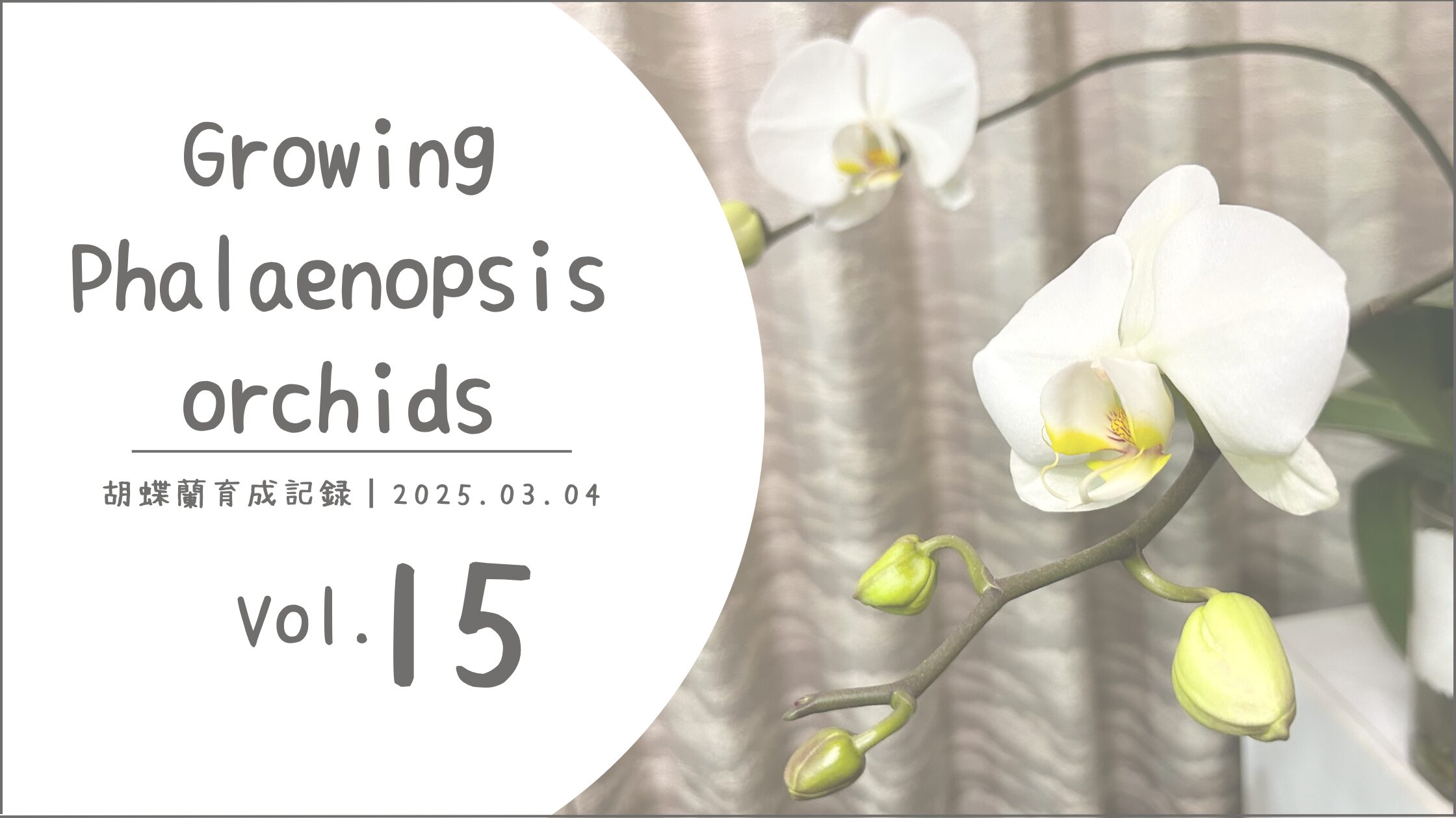 胡蝶蘭育成記アイキャッチ画像