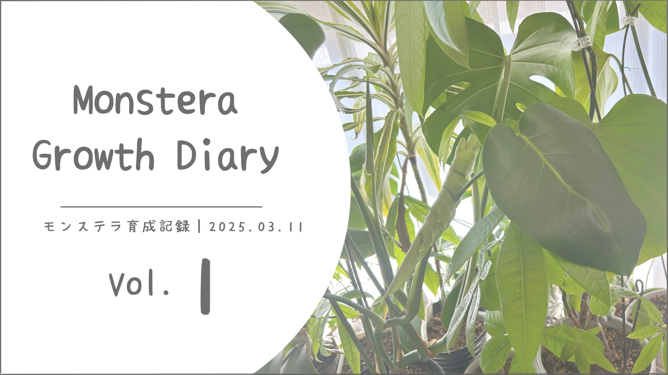 モンステラ育成記アイキャッチ画像
