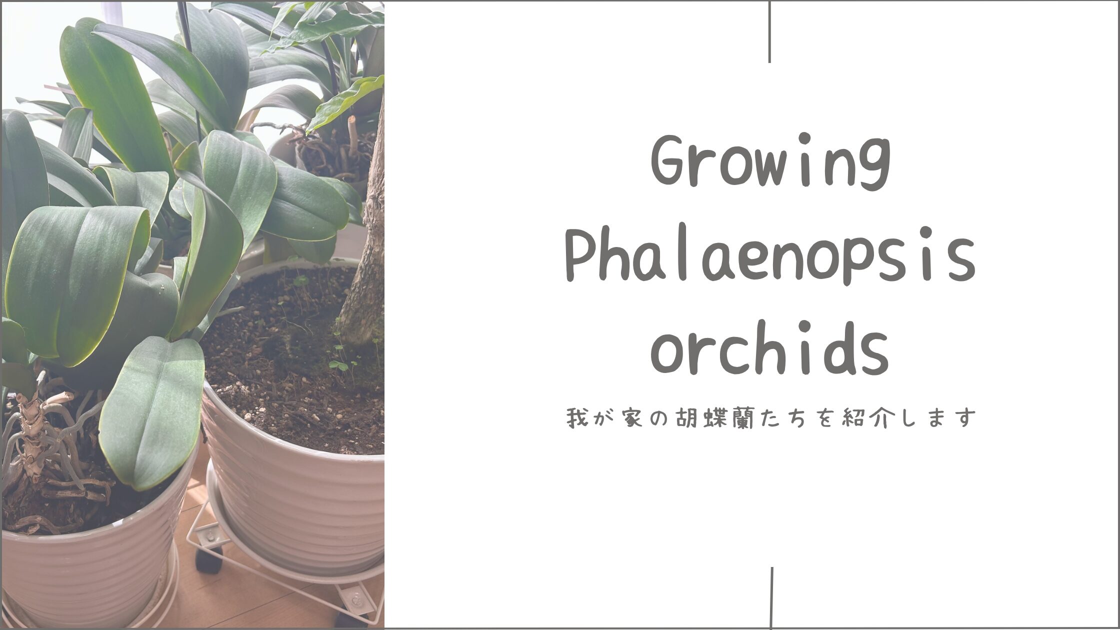 我が家の胡蝶蘭たち┃アイキャッチ画像。