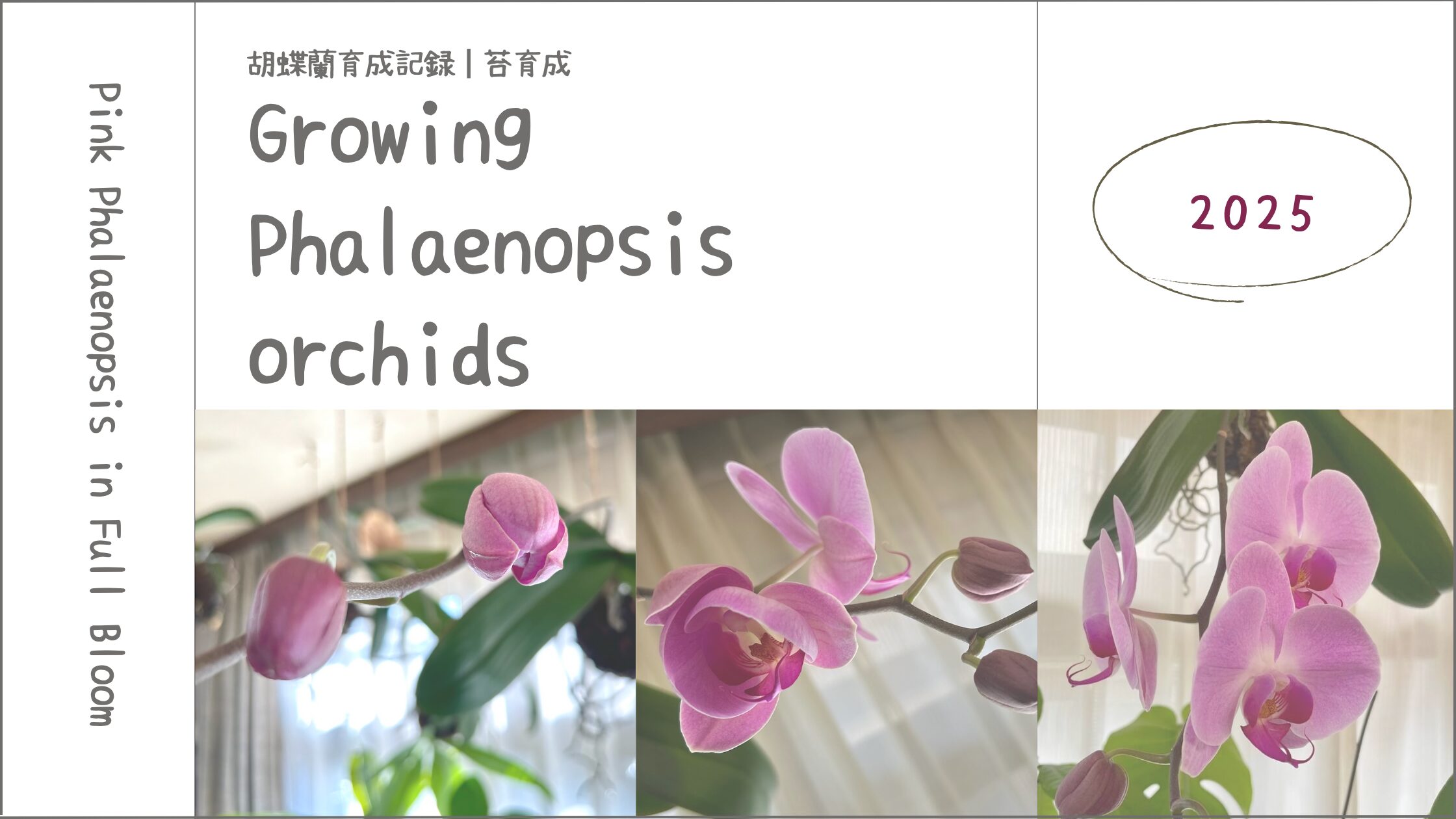 胡蝶蘭育成記アイキャッチ画像