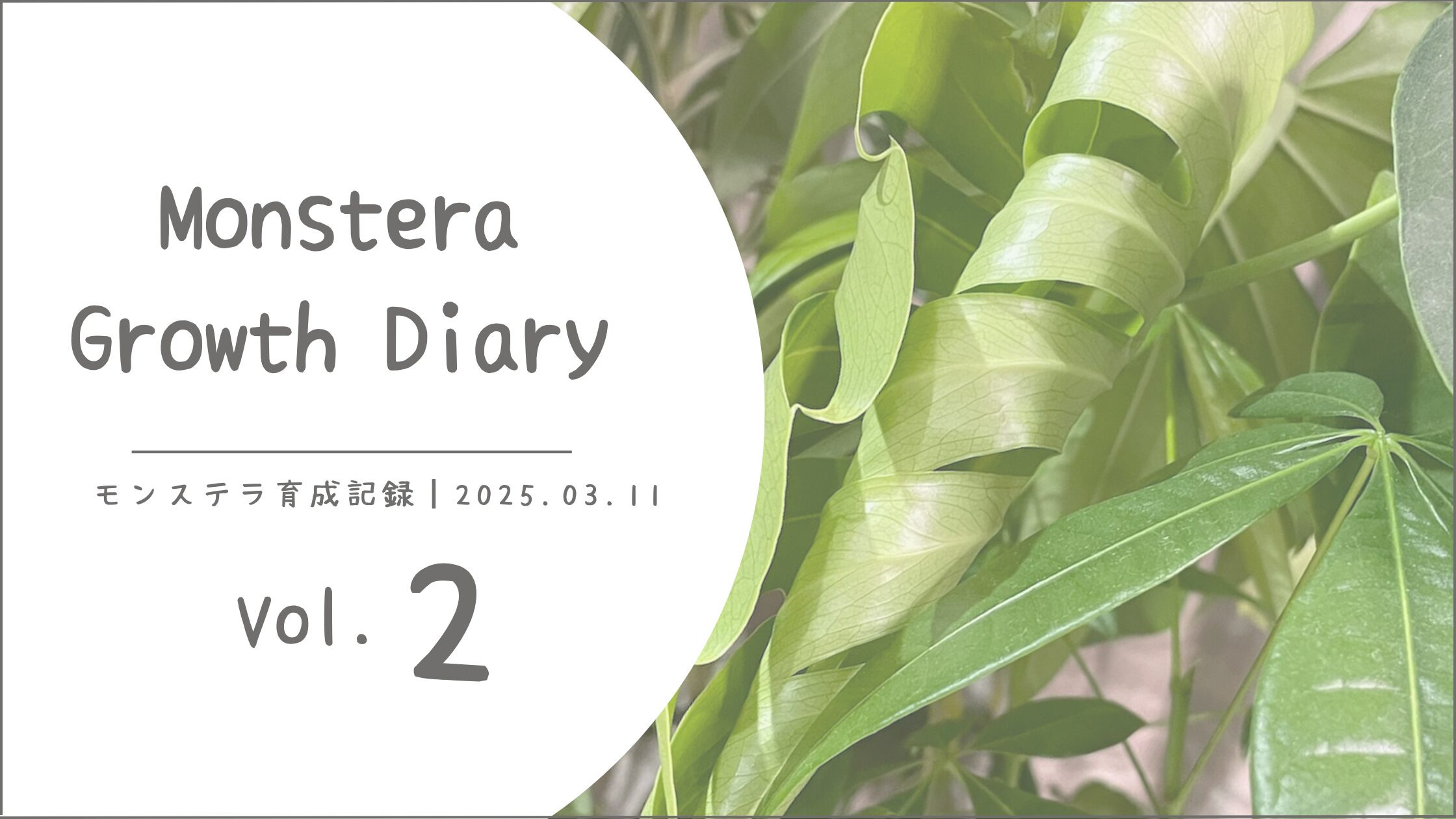 モンステラ育成記アイキャッチ画像