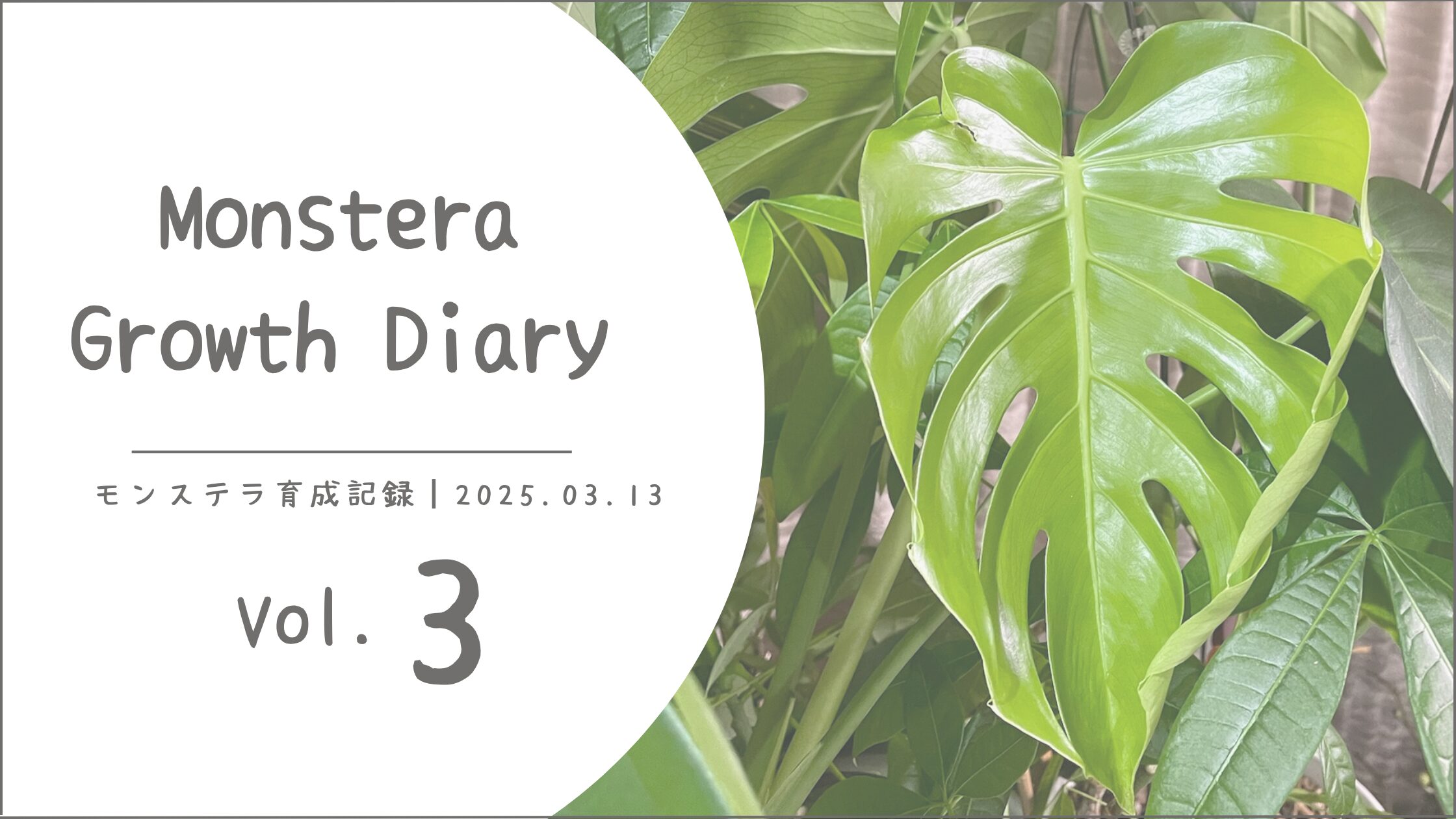 モンステラ育成記アイキャッチ画像