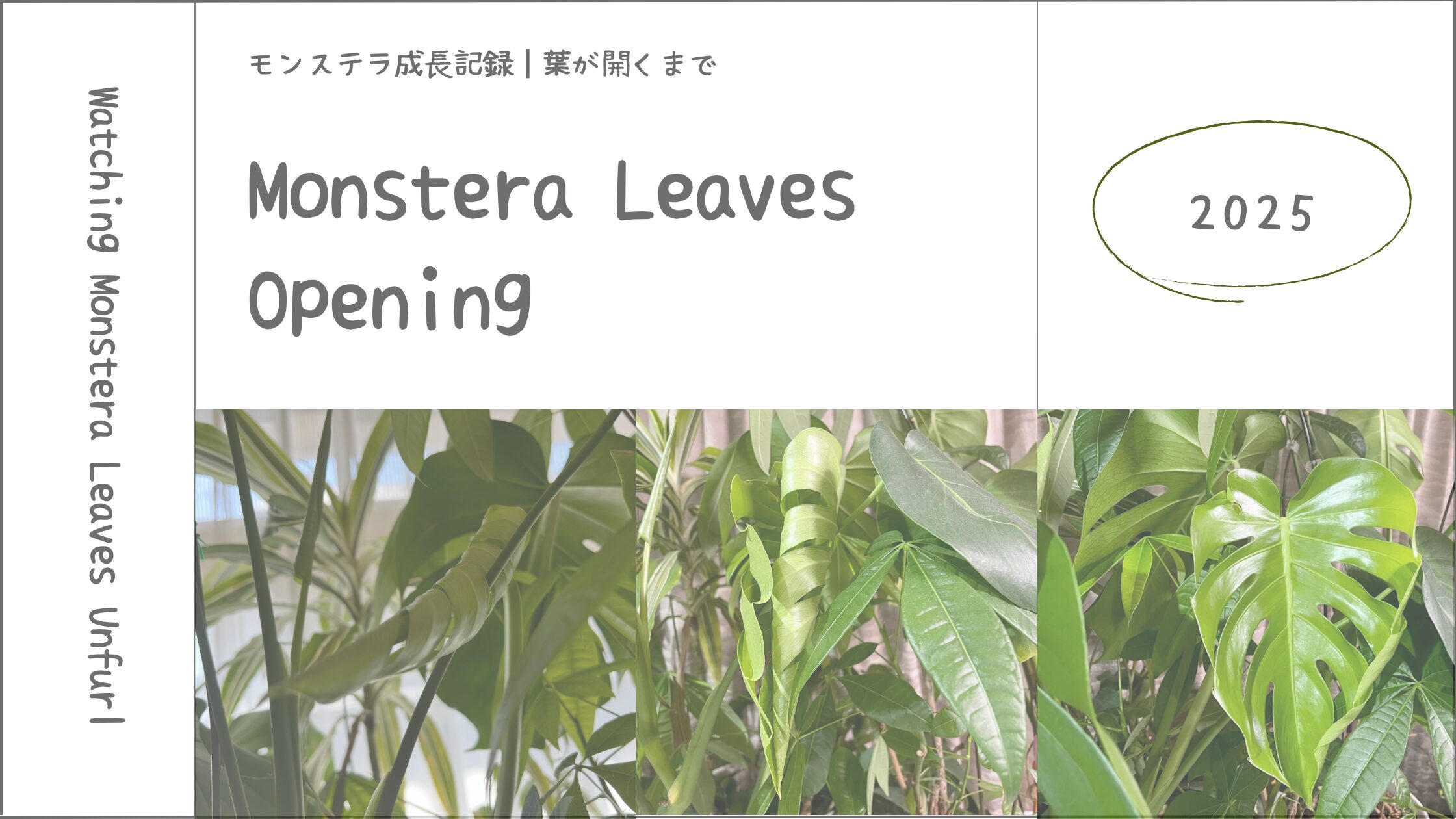 モンステラ育成記アイキャッチ画像