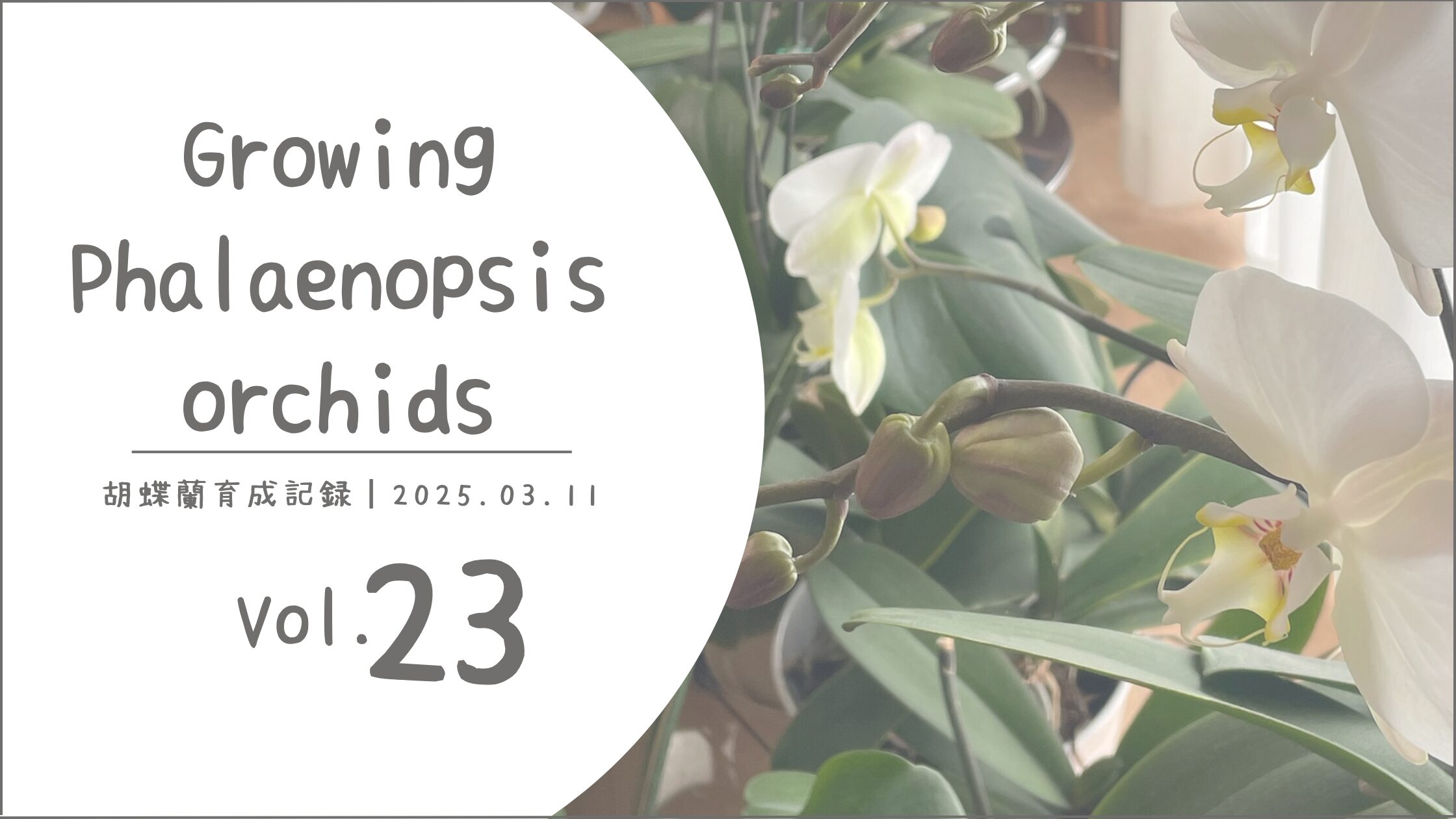 胡蝶蘭育成記アイキャッチ画像