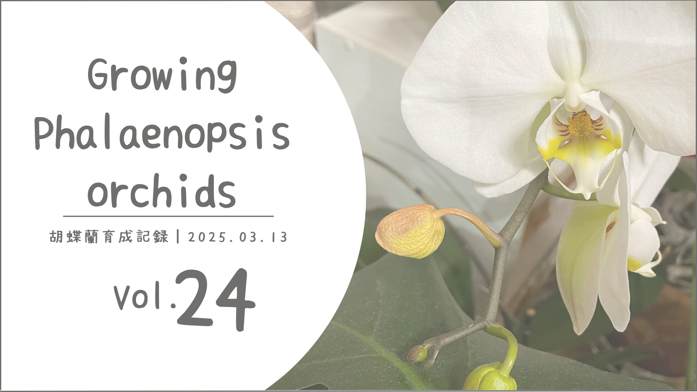 胡蝶蘭育成記アイキャッチ画像