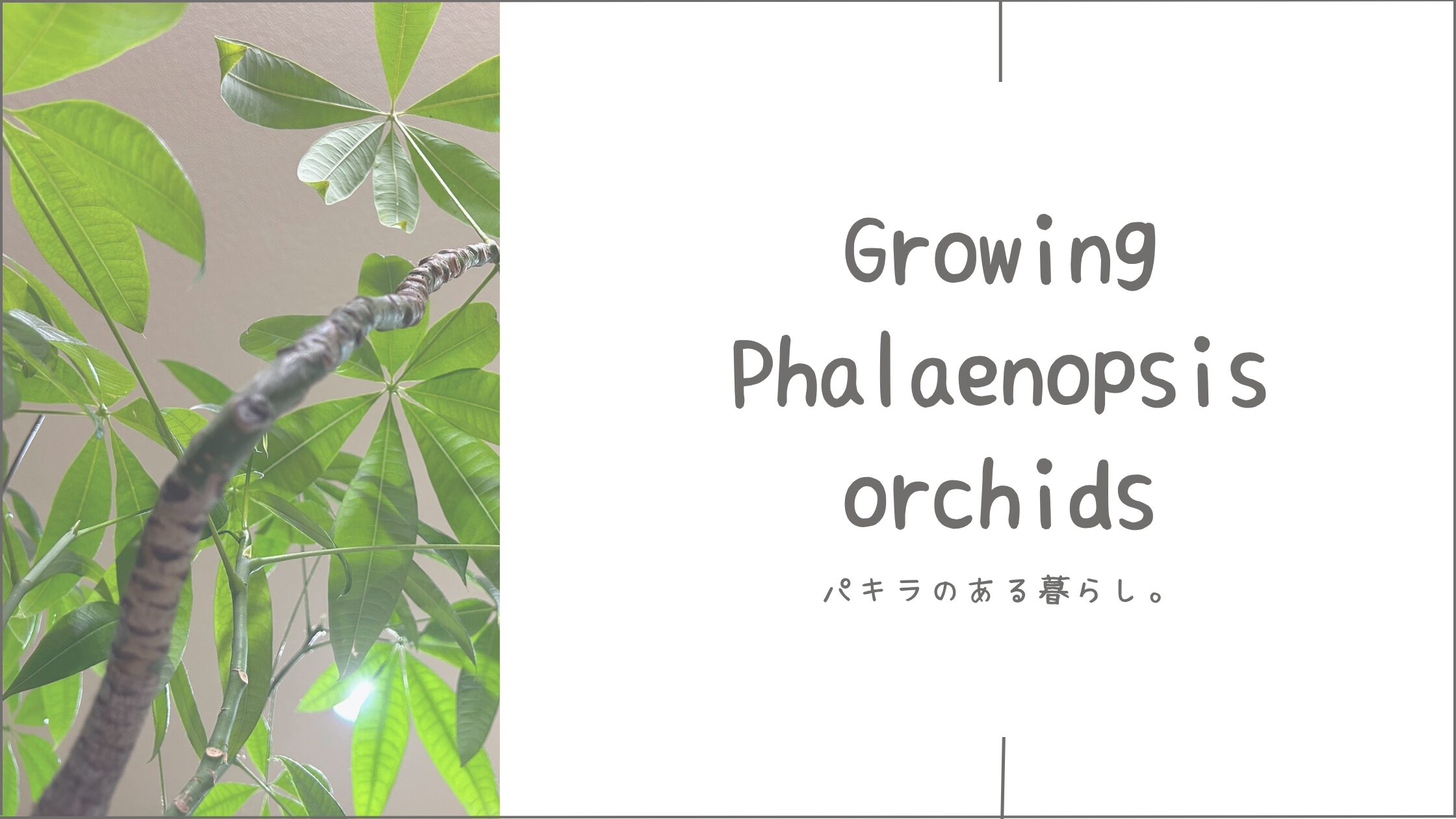 パキラ育成記アイキャッチ画像