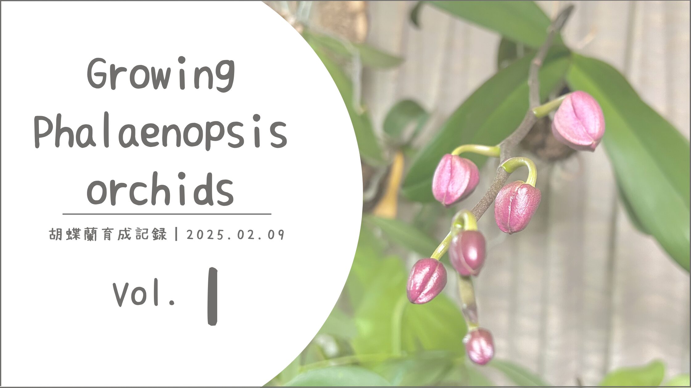 胡蝶蘭育成記アイキャッチ画像