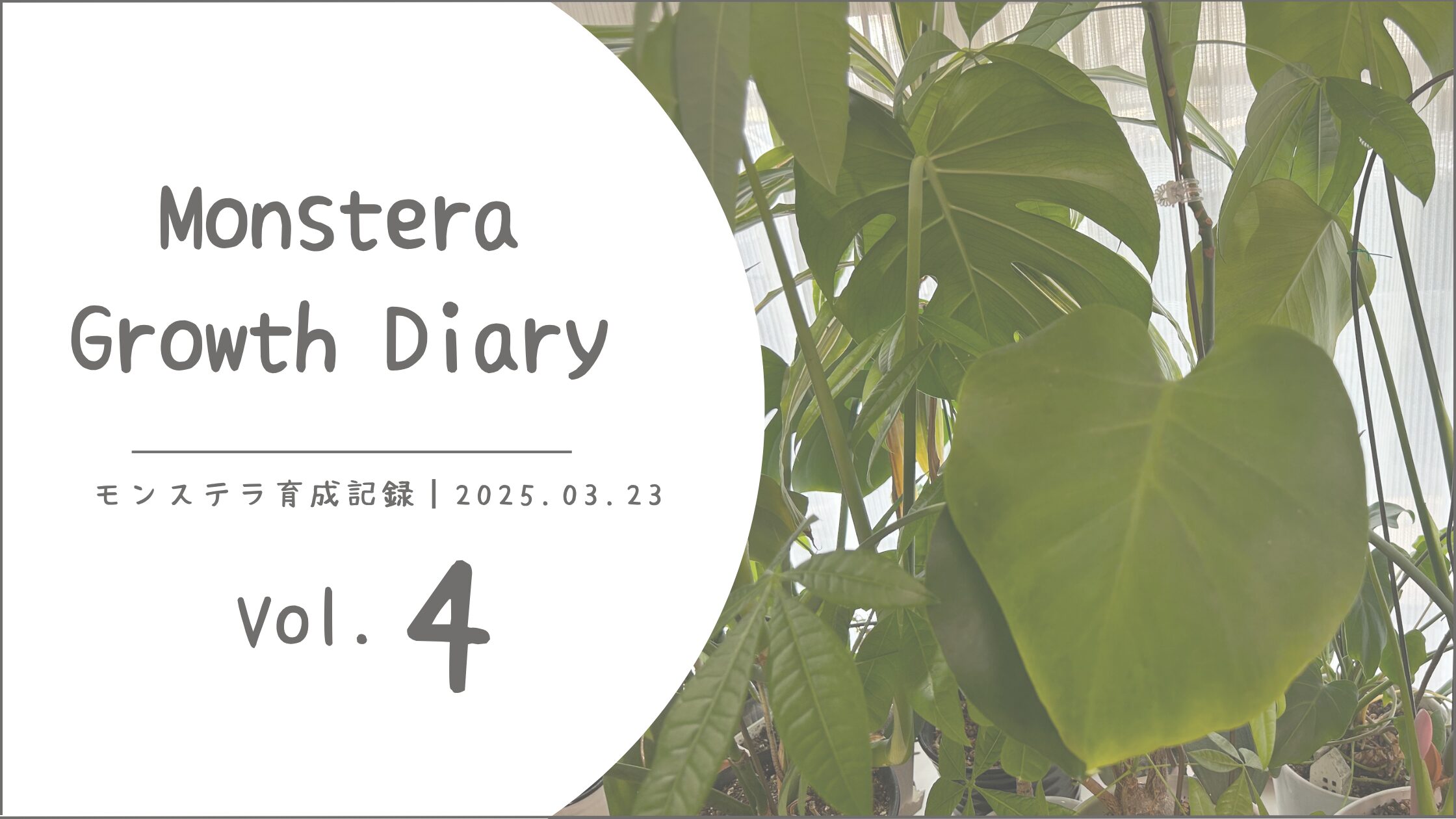 モンステラ育成記アイキャッチ画像