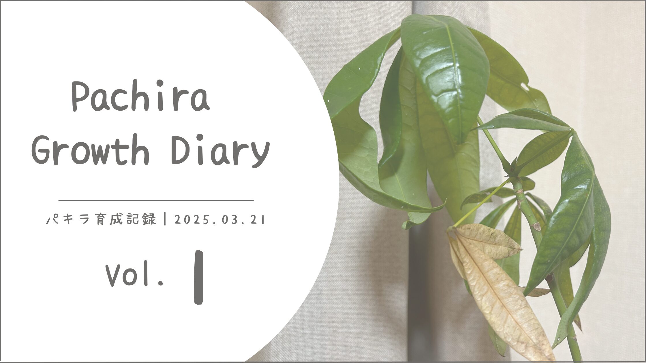 パキラ育成記アイキャッチ画像